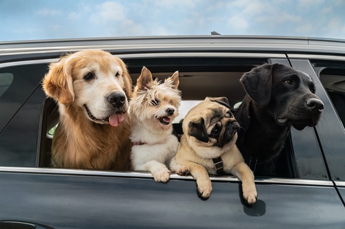 マイ・ハート・パピー