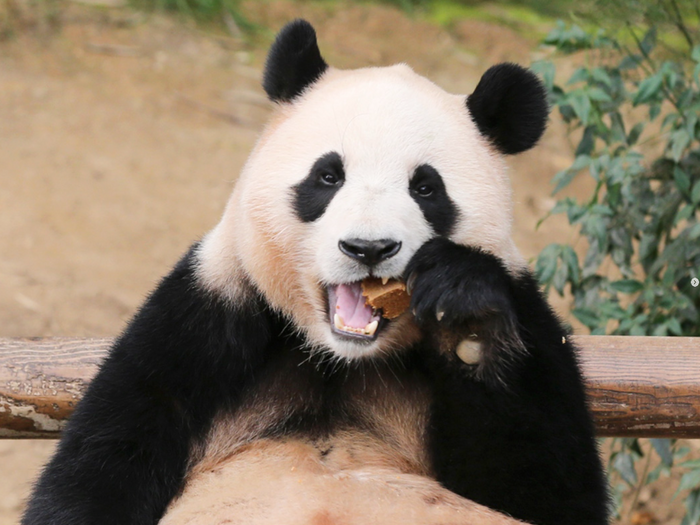 韓国初「自然繁殖パンダ」のフーバオ、“外出禁止”に…放飼場の堀を乗り越えた罰で