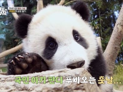 韓国初「自然繁殖パンダ」のフーバオは“芸能人の芸能人”。単独バラエティ番組も放送開始！