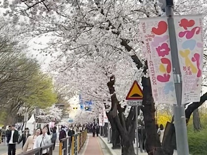 民度の低さが浮き彫りに…汚される韓国・ソウルの“桜祭”、タバコ・ポイ捨て・暴走に警察も知らんふり