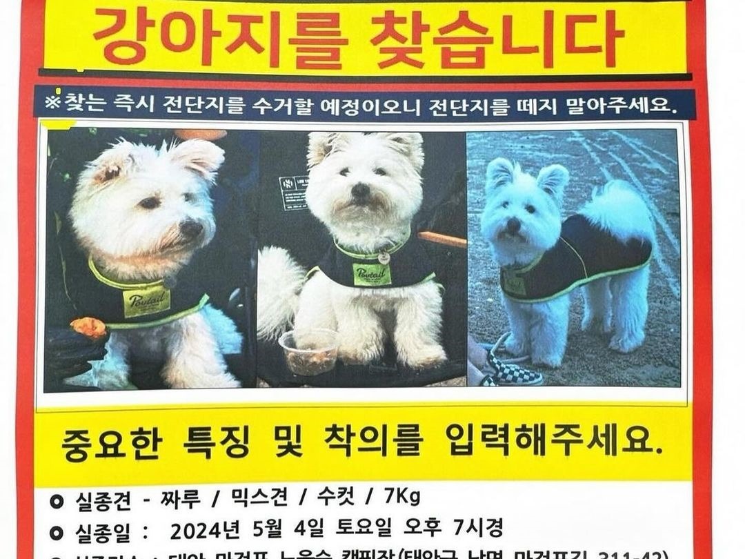 「謝礼金100万ウォン」韓国ユーチューバー・チャルキャンプの愛犬が失踪…タレントのキム・ジミンも援助