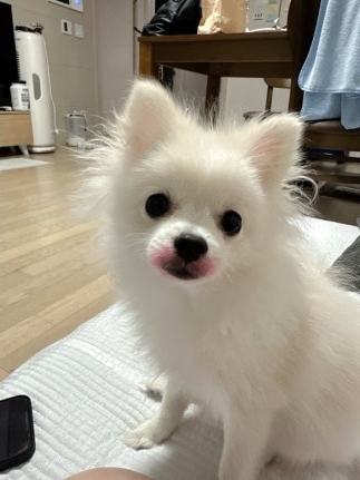 犬