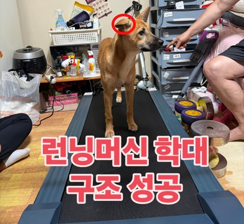 虐待されていた犬