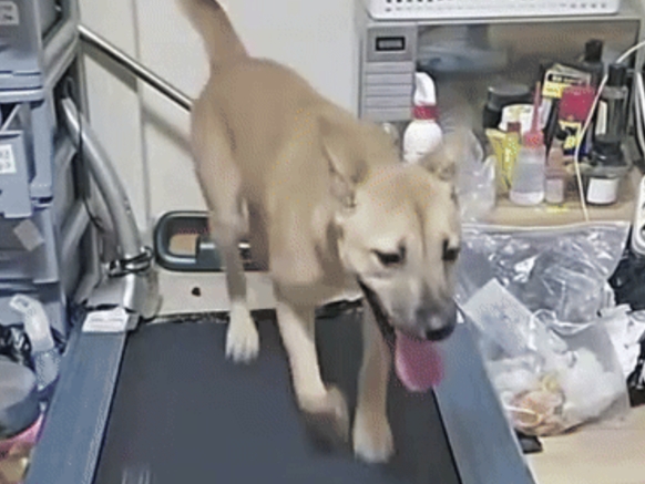 韓国人の異常配信が物議　“ピアス犬”をランニングマシンで3時間走らせ投げ銭受け取り